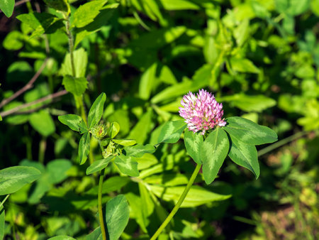 Trifolium pratense, red clover. Collect valuable flowers fn the meadow in the summer. Medicinal and honey-bearing plant, fodder and in folk medicine medically sculpted wild herbs.の写真素材