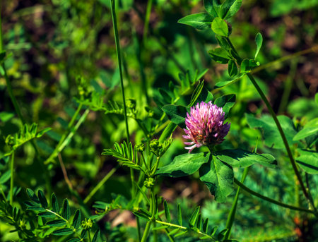 Trifolium pratense, red clover. Collect valuable flowers fn the meadow in the summer. Medicinal and honey-bearing plant, fodder and in folk medicine medically sculpted wild herbs.の写真素材