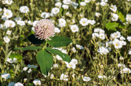 Trifolium pratense, red clover. Collect valuable flowers fn the meadow in the summer. Medicinal and honey-bearing plant, fodder and in folk medicine medically sculpted wild herbs.の写真素材