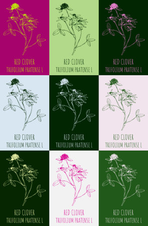 Set of drawing of RED CLOVER in various colors. hand drawn illustration. Latin name Trifolium pratense L.のイラスト素材