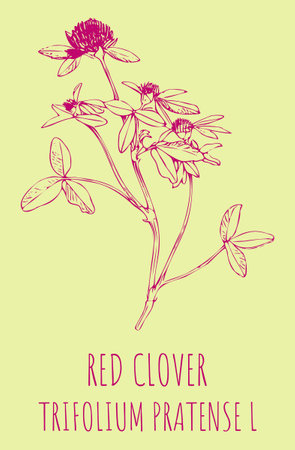 Drawings RED CLOVER. hand drawn illustration. Latin name Trifolium pratense L.のイラスト素材
