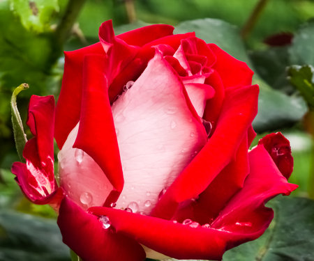 Close up red white rose with dew drops on the petals. Details of nature. Wet pink background, beautiful close-up rose flower with morning dew.の写真素材