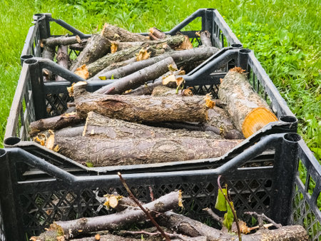 Preparing firewood for the winter. Felled tree trunks are sawn and stacked in boxes for storage.の写真素材