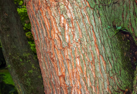 Maple bark close-up. The Latin name is Acer saccharum. Acer barrel texture. Background from living wood. Skin of the forest nature.の写真素材