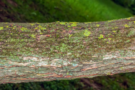 Maple bark close-up. The Latin name is Acer saccharum. Acer barrel texture. Background from living wood. Skin of the forest nature.の写真素材