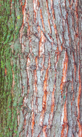 Maple bark close-up. The Latin name is Acer saccharum. Acer barrel texture. Background from living wood. Skin of the forest nature.の写真素材