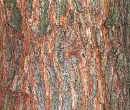 Maple bark close-up. The Latin name is Acer saccharum. Acer barrel texture. Background from living wood. Skin of the forest nature.の写真素材