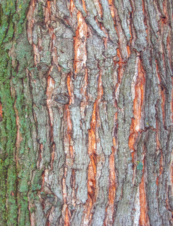 Maple bark close-up. The Latin name is Acer saccharum. Acer barrel texture. Background from living wood. Skin of the forest nature.の写真素材