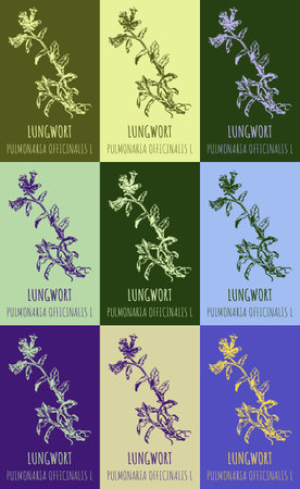 Set of drawing of MARY'S TEARS in various colors. hand drawn illustration. Latin name PULMONARIA OFFICINALIS L.のイラスト素材