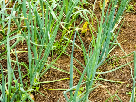 Green fresh long onion grows in the garden. Edible plant, nature, cultivation. Close-up photography, gardening.の写真素材
