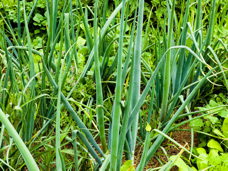Green fresh long onion grows in the garden. Edible plant, nature, cultivation. Close-up photography, gardening.の写真素材