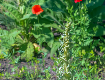 Verbascum thapsus, the great mullein or greater mullein. The plant is getting ready to flower.の写真素材
