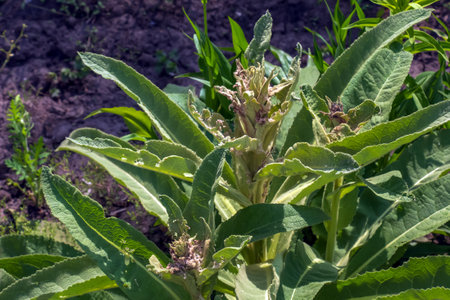 Verbascum thapsus, the great mullein or greater mullein. The plant is getting ready to flower.
