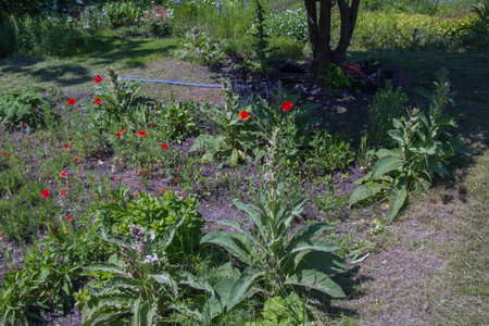 Verbascum thapsus, the great mullein or greater mullein. The plant is getting ready to flower.の写真素材
