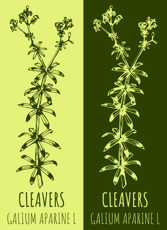 Drawings CLEAVERS. hand drawn illustration. Latin name GALIUM APARINE L.のイラスト素材