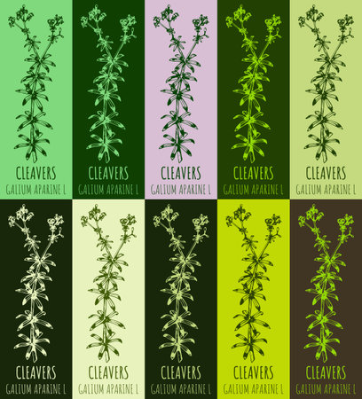 Set of drawing of CLEAVERS in various colors. hand drawn illustration. Latin name GALIUM APARINE L.のイラスト素材