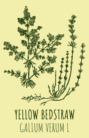 Drawings YELLOW BEDSTRAW. hand drawn illustration. Latin name GALIUM VERUM Lのイラスト素材