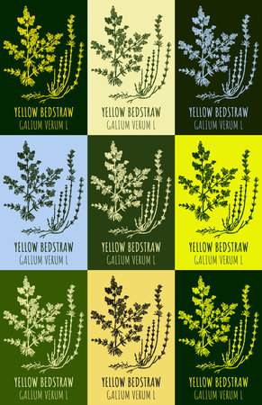 Set of drawing of YELLOW BEDSTRAW in various colors. hand drawn illustration. Latin name GALIUM VERUM L.のイラスト素材