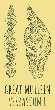 Vector drawings GREAT MULLEIN. hand drawn illustration. Latin name VERBASCUM L.のイラスト素材