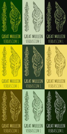 Set of vector drawing of GREAT MULLEIN in various colors. Hand drawn illustration. Latin name VERBASCUM Lのイラスト素材