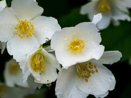Close-up of Jasmine flowers in June. Jasmine flowers. white flowers. Photo of nature.の写真素材