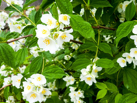 Blooming jasmine shrub in June. Jasmine flowers. white flowers. Photo of nature.の写真素材