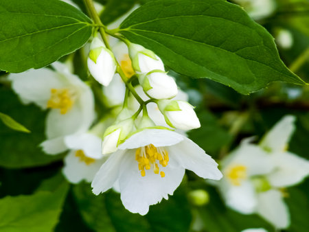 Close-up of Jasmine flowers in June. Jasmine flowers. white flowers. Photo of nature.の写真素材