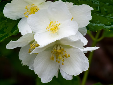 Close-up of Jasmine flowers in June. Jasmine flowers. white flowers. Photo of nature.の写真素材