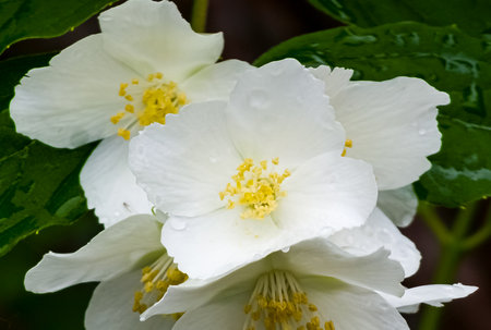 Close-up of Jasmine flowers in June. Jasmine flowers. white flowers. Photo of nature.の写真素材