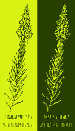 Vector drawings COMMON TOADFLAX. hand drawn illustration. Latin name LINARIA VULGARIS.のイラスト素材