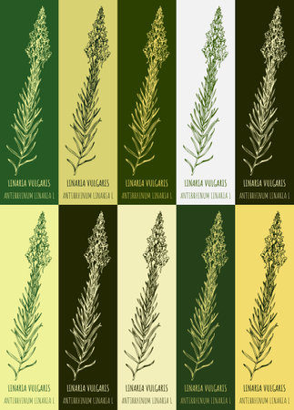 Set of vector drawing of COMMON TOADFLAX in various colors. Hand drawn illustration. Latin name LINARIA VULGARISのイラスト素材