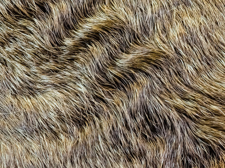 background from dog hair. Fawn dog background. The coat of a dog with curly hairs.の写真素材