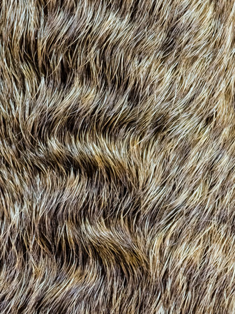background from dog hair. Fawn dog background. The coat of a dog with curly hairs.の写真素材