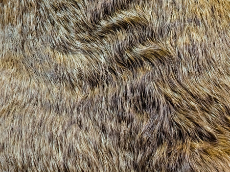 background from dog hair. Fawn dog background. The coat of a dog with curly hairs.の写真素材
