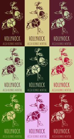 Set of drawing of HOLLYHOCK in various colors. hand drawn illustration. Latin name ALCEA BIENNIS.のイラスト素材