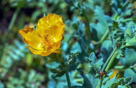 Glaucium flavum, yellow horned poppy, Papaveraceae. Wild plant listed in the Red Book.の写真素材