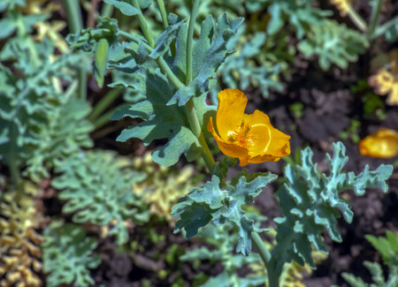 Glaucium flavum, yellow horned poppy, Papaveraceae. Wild plant listed in the Red Book.の写真素材