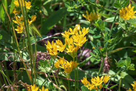 The yellow Allium moly blooms in the garden in June. Allium moly L, also known as yellow garlic, golden garlic and lily leek, Is a species of flowering plant in the genus Allium.の写真素材
