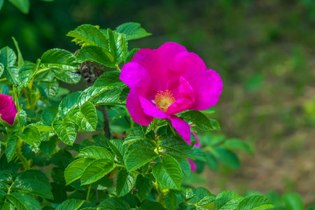Pink rose rugosa. Blooming Rosa rugosa. Japanese rose. Summer flowers.Green leaves and pink flowers.の写真素材