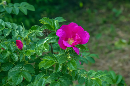 Pink rose rugosa. Blooming Rosa rugosa. Japanese rose. Summer flowers.Green leaves and pink flowers.の写真素材