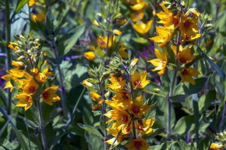Beautiful Yellow Perennial Flowers Of Lysimachia Punctata Grow In Summer Garden.の写真素材