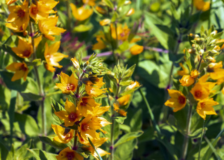 Beautiful Yellow Perennial Flowers Of Lysimachia Punctata Grow In Summer Garden.の写真素材