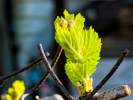 A close up of a sprout of new leaves emerging on a grapevinevineyard, bud break happening.の写真素材