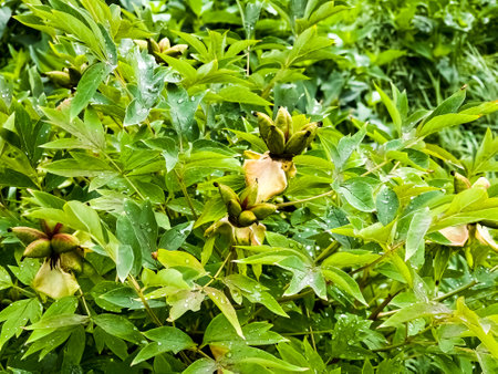 Seeds of tree peony flower. green leaf background.の写真素材