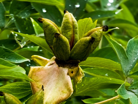 Seeds of tree peony flower. green leaf background.の写真素材