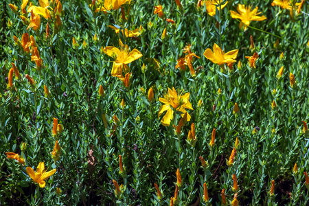 St. John's wort, Hypericum perforatum, is an important medicinal plant with yellow flowers and is used in medicine. It is a wild and arable plant.の写真素材