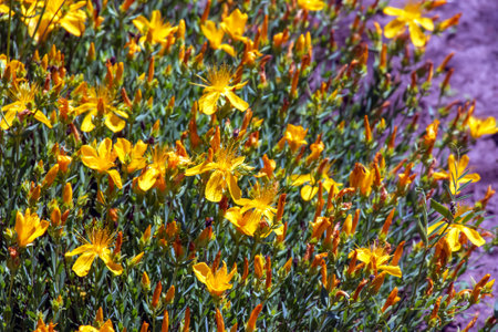 St. John's wort, Hypericum perforatum, is an important medicinal plant with yellow flowers and is used in medicine. It is a wild and arable plant.の写真素材