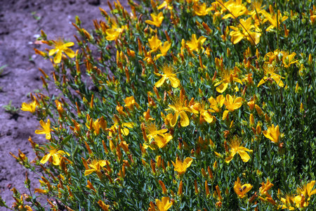 St. John's wort, Hypericum perforatum, is an important medicinal plant with yellow flowers and is used in medicine. It is a wild and arable plant.の写真素材