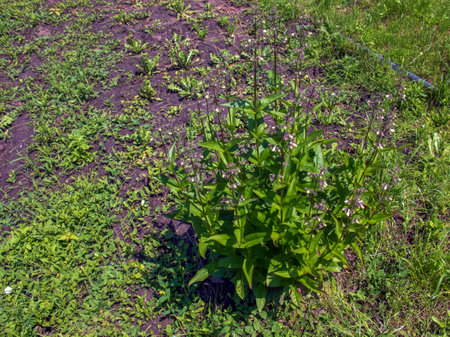Penstemon frutescens grows on stony soil. Inflorescences of delicate pale lilac flowers in the form of bells. green leaves. A low-growing Alpine plant.の写真素材