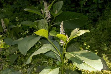 Phytolacca americana L, also known as American pokeweed, poke sallet, dragonberries, and inkberry, is a poisonous, herbaceous perennial plant in the family Phytolaccaceae.の写真素材